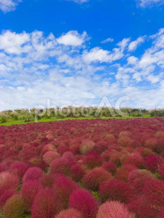 コキアの絨毯 風景,自然,フィールドの写真素材
