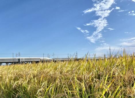 稲穂と新幹線と青い空 稲穂と新幹線と青い空 稲,お米,田んぼの写真素材