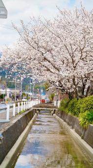 桜 桜の写真