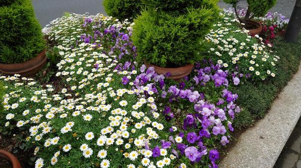 道の花 道の花 景色,自然,白い花の写真素材