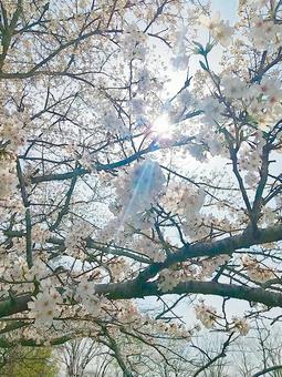 春の柔らかな日射しと満開の桜の樹 春の柔らかな日射しと満開の桜の樹の写真