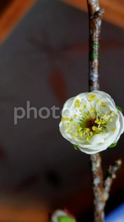 白梅～縦位置２ 梅,うめ,白梅の写真素材