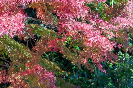 秋の気配・色づくモミジ 秋の気配・色づくモミジ 紅葉,秋,モミジの写真素材
