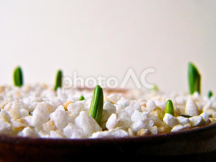 寒水砂とヒメイズイの発芽 発芽,植物,ヒメイズイの写真素材