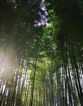 竹林 竹林の写真