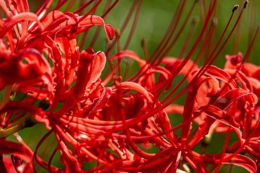 Beautiful red spider lilies, JPG