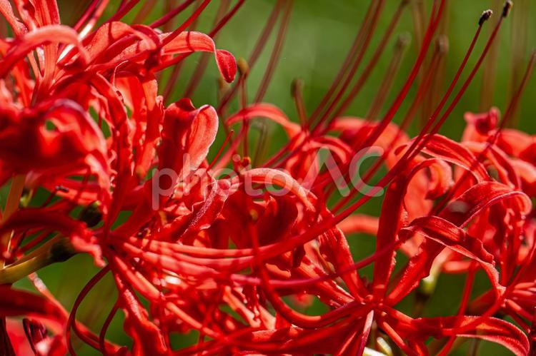 美しい赤の彼岸花 彼岸花,ヒガンバナ,曼珠沙華の写真素材