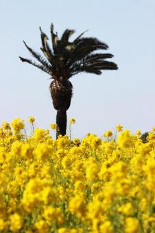 菜の花 空,背景,菜の花の写真素材