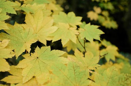 黄色いモミジの葉の写真