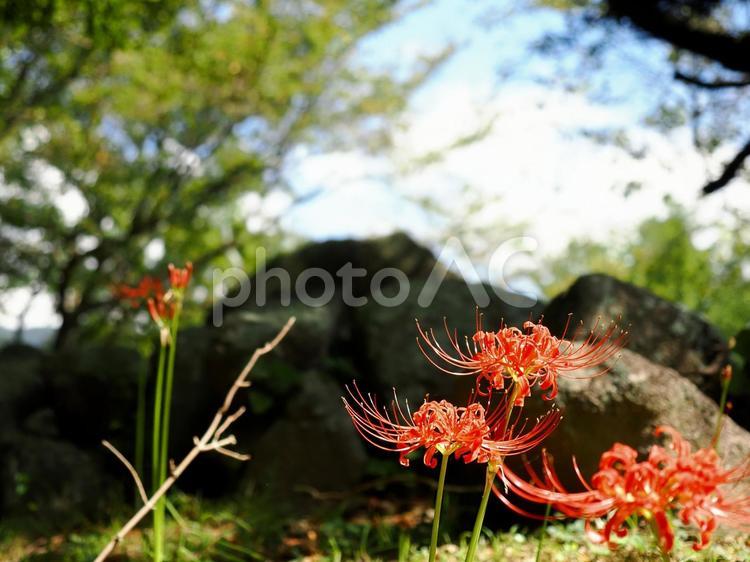 凛と曼珠沙華 彼岸花,美しい,秋の訪れの写真素材
