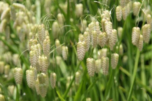 コバンソウ・小判草　咲く風景 コバンソウ,花,ユニークの写真素材