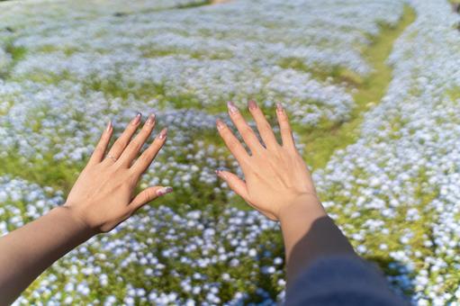 Nemophila field and spring nails ⑤, JPG