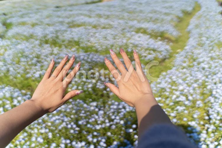 ネモフィラ畑と春ネイルの手⑤ ネモフィラ,花畑,春の写真素材
