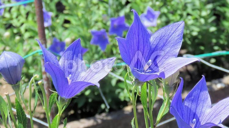 ききょう寺の桔梗の花 桔梗,花,初夏の写真素材