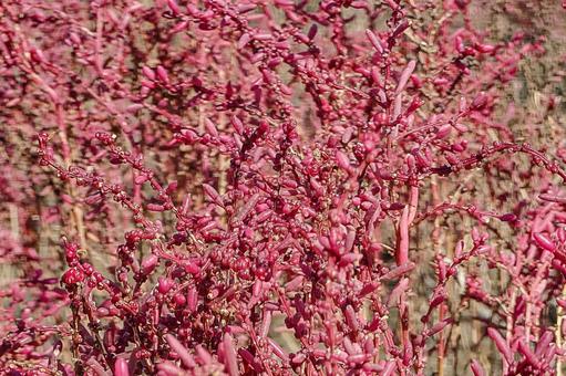 海の紅葉　シチメンソウ 紅葉,海岸,シチメンソウの写真素材
