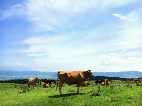熊本 阿蘇山 あか牛 熊本,阿蘇山,あか牛の写真素材