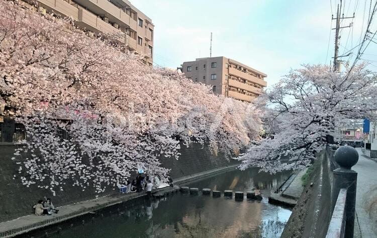 大岡川の満開の桜 大岡川の桜,ソメイヨシノ,桜まつりの写真素材