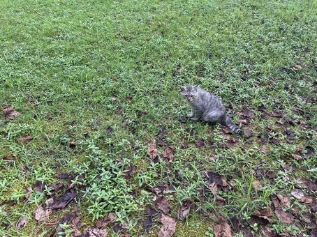 野良猫グレー５ 猫,野良猫,かわいいの写真素材