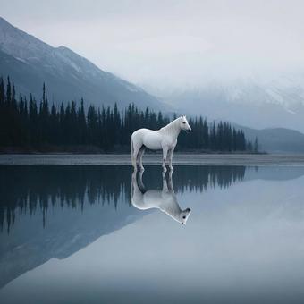 自然に溶け込む優雅な白馬 自然に溶け込む優雅な白馬の写真