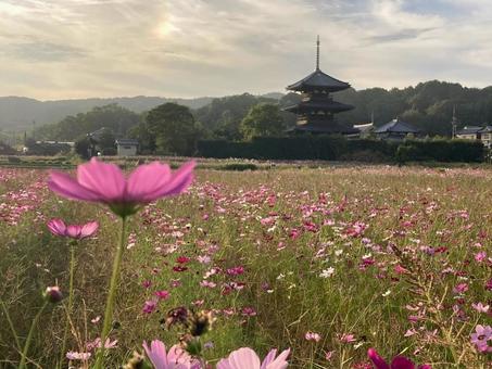 コスモスと古寺 コスモス,秋桜,秋の写真素材