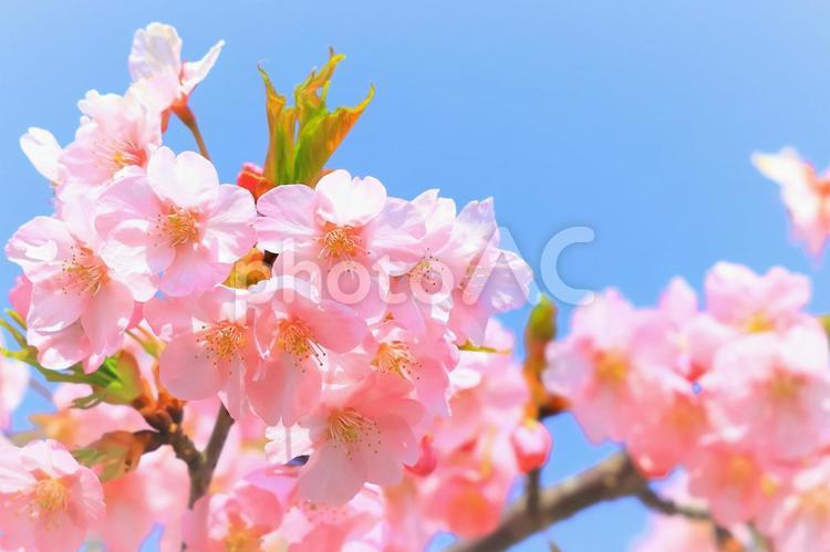 快晴の青空と満開の美しい河津桜 植物,花,桜の写真素材