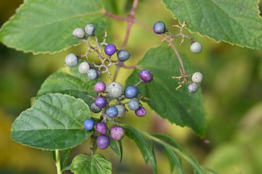 ノブドウの写真