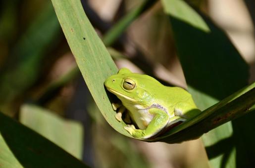 冬眠前のシュレーゲルアオガエルの写真