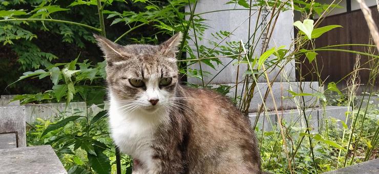 ねこさん4 ねこさん4の写真