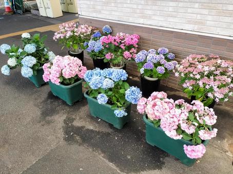 Hydrangeas blooming on the platform at Gora Station on the Hakone Tozan Railway, JPG Hydrangeas blooming on the platform at Gora Station on the Hakone Tozan Railway, JPG