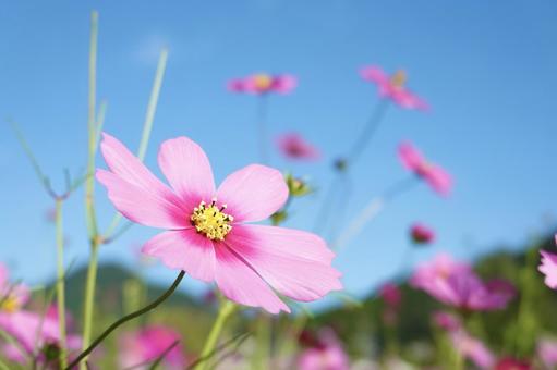 青い空に映える秋桜 青い空に映える秋桜 コスモス,花,秋の写真素材