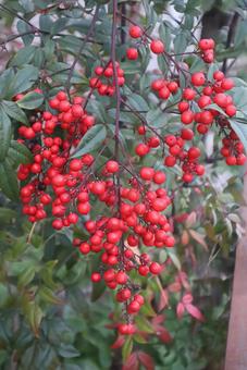 戦勝祈願 南天,果実,植物の写真素材