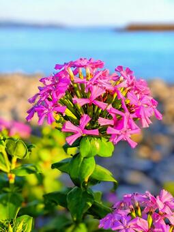 ピンクの花 ピンクの花の写真