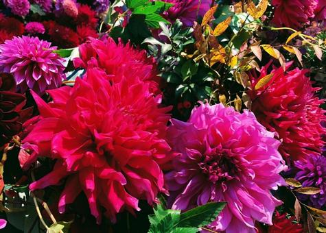 鮮やかに秋を彩るダリアたち 鮮やかに秋を彩るダリアたち 秋,鮮やか,花の写真素材