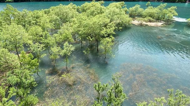 水没林 水没林 水没林,湖,エメラルドグリーンの写真素材