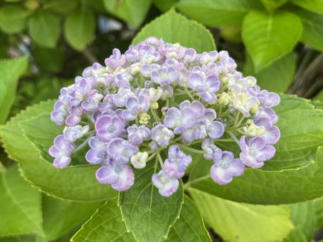 [Flower photo] Hydrangea flower, JPG