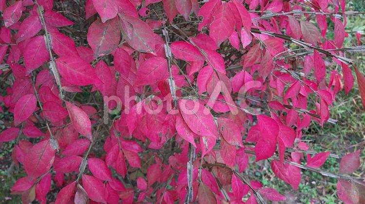 紅葉したニシキギ ニシキギ,紅葉,秋の写真素材