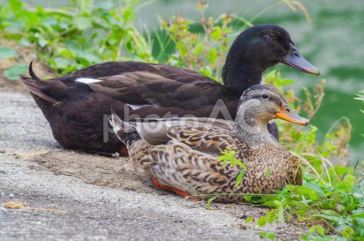初夏、公園の池の二羽のカモ マガモ,鳥,水辺の写真素材