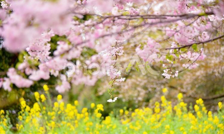桜と菜の花 花,自然,植物の写真素材
