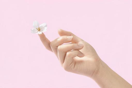 女性の手の指先に桜の花びら 女性の手の指先に桜の花びら 指先,花びら,手の写真素材