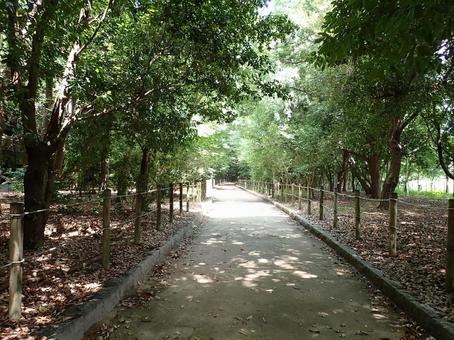 昆陽池公園ふるさと小径①202507 昆陽池公園ふるさと小径①202507の写真