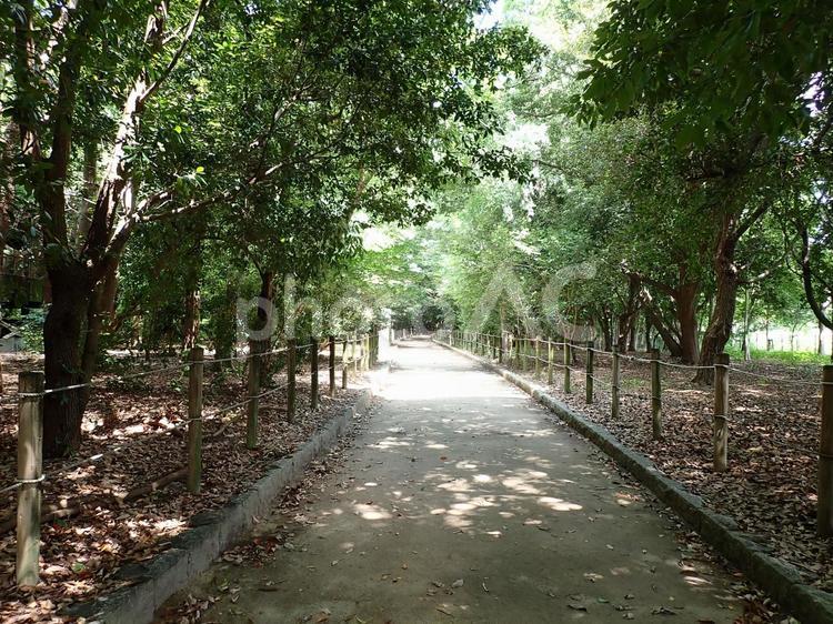 昆陽池公園ふるさと小径①202507 昆陽池公園,昆陽池,ふるさと小径の写真素材