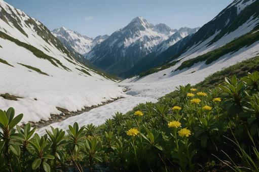 雪渓と高山の野花 雪渓と高山の野花の写真