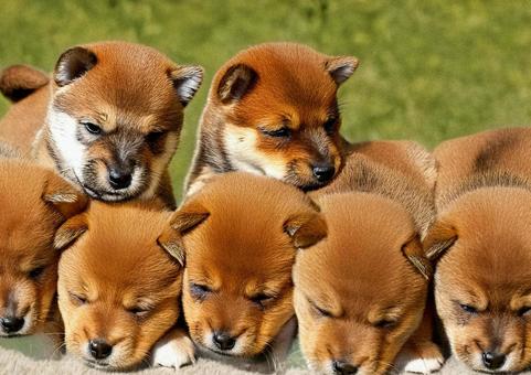 しば犬の子犬3の写真