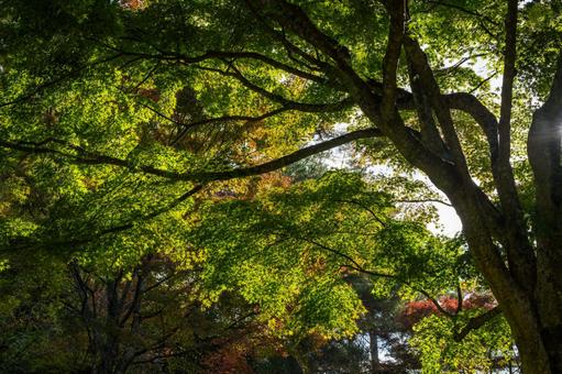 神戸市立森林植物園　紅葉の始まり 兵庫県,神戸市,北区の写真素材