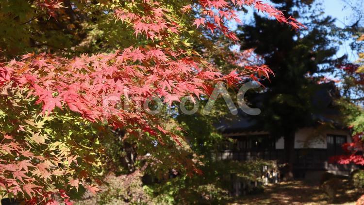 深まる秋の諏訪を訪ねて 秋,紅葉,諏訪の写真素材