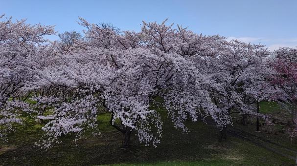 桜満開2 桜満開2 桜,ソメイヨシノ,満開の写真素材