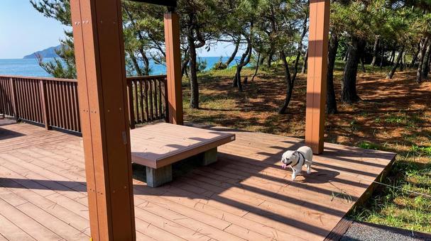 さつき松原の松林遊歩道 さつき松原,宗像市,松林の写真素材