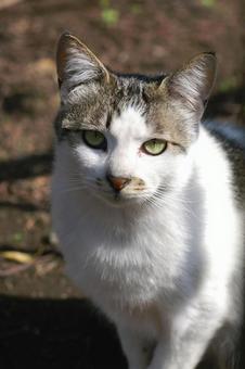 A brown and white cat in the park looking up at me②, JPG