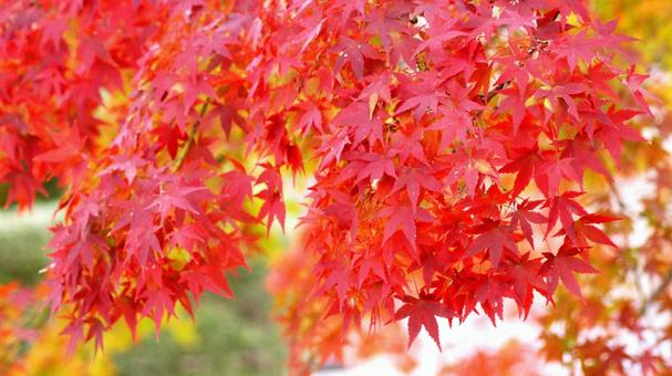 紅葉-1014 紅葉-1014の写真