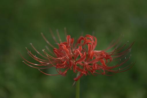 彼岸花の写真